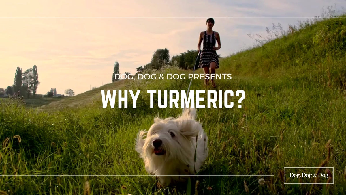Turmeric for Dogs Natural Ear Care Benefits Dog, Dog & Dog Dog