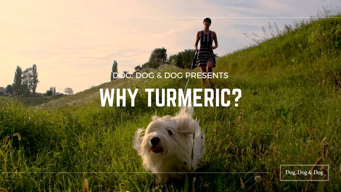 The Power of Turmeric: Revolutionizing Your Dog's Ear Care