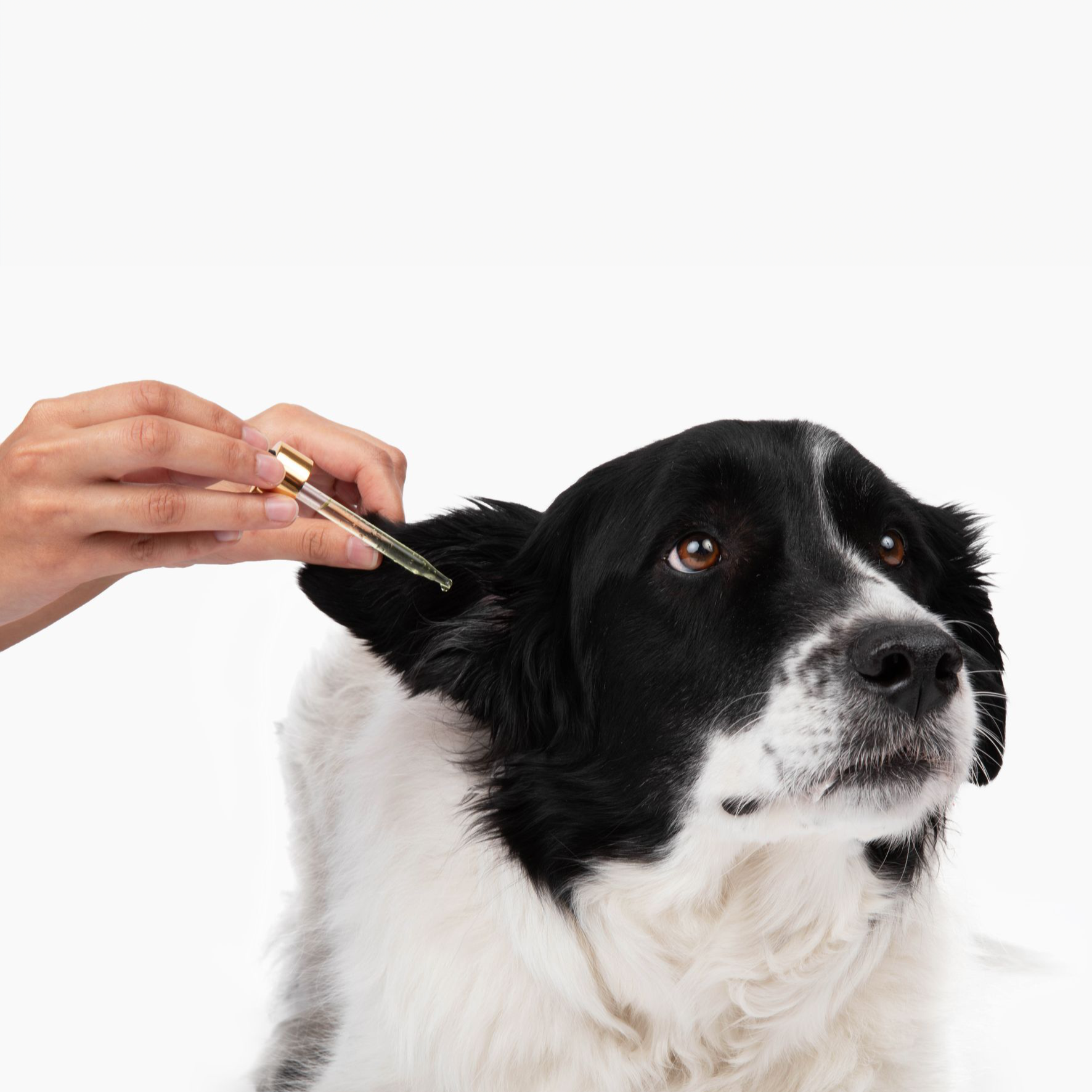 Clean Ear Bundle
